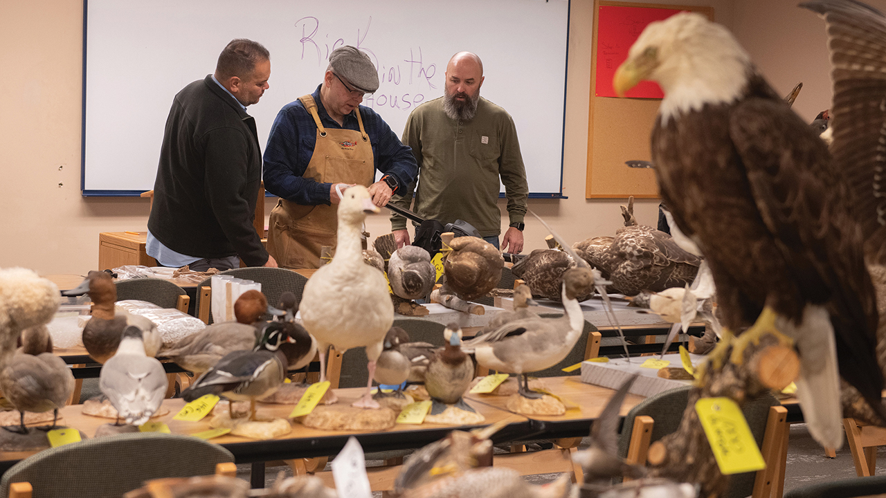 Rick Krane, middle, of Anglers Artistry Inc. in New Hampshire, and Wes Becker, right, of M&W Taxidermy in Mount Hope, Kan., get support from Eddie Casas, left, a wildlife artist at Silvercreek Wildlife Artistry in Houston, Texas, in preparation for cleaning and restoring the bird collection at Hesston College. — Larry Bartel/Hesston College