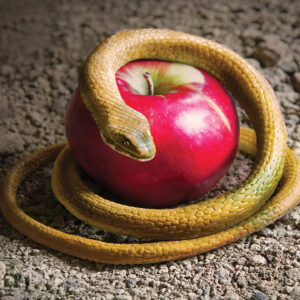 ArtMari/Shutterstock