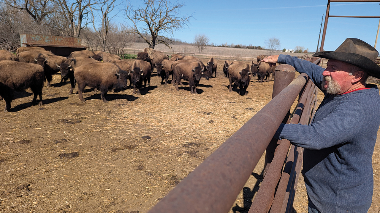 A good day for the bison is a good day for Dick Gehring. — Tim Huber/AW
