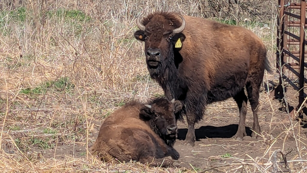 A bison cow and calf. “You don’t [help with calving] . . . and you’d probably get killed if you did,” Dick Gehring says. — Tim Huber/AW