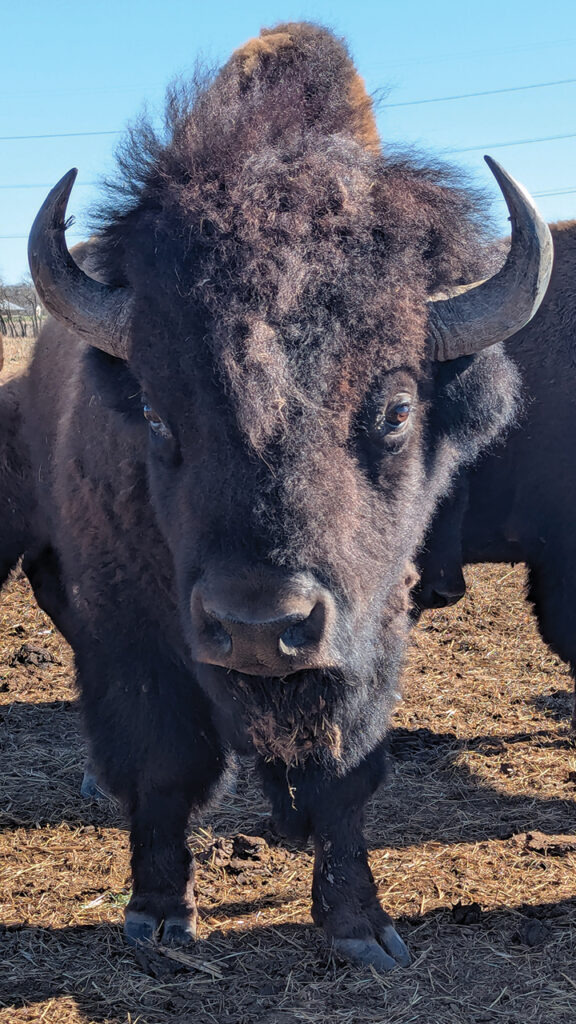 Bisons’ large heads act as snowplows, allowing them to dig for forage under snowdrifts. — Tim Huber/AW