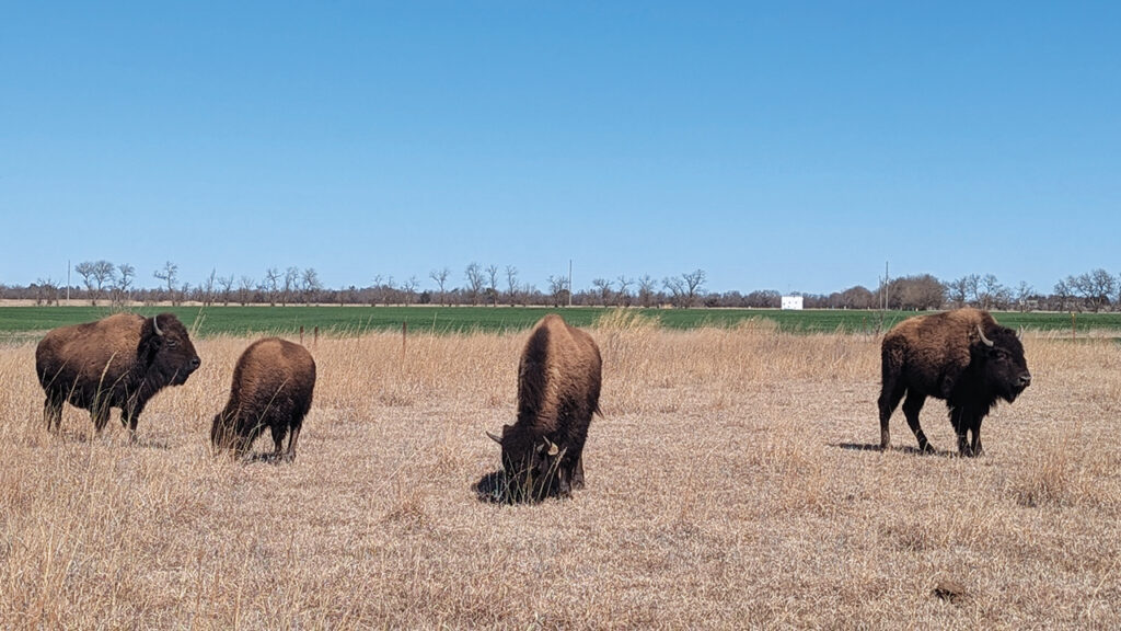 Bison graze on native grass at Dick Gehring’s farm near Moundridge, Kan. — Tim Huber/AW