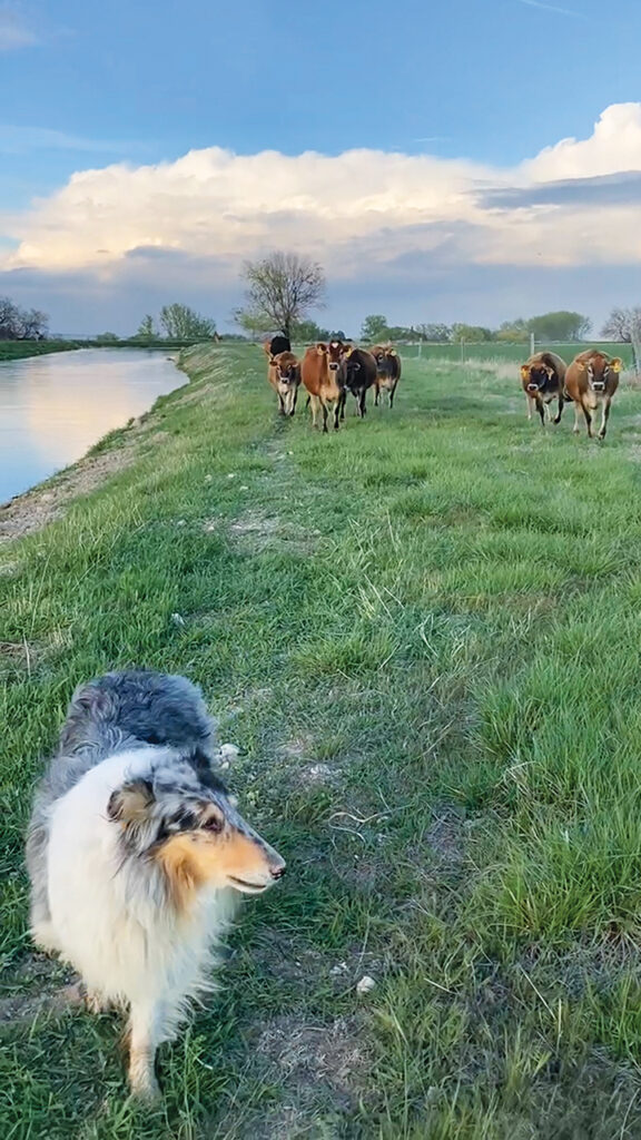 The cattle answer Lottie’s call. — Sarah Hooley