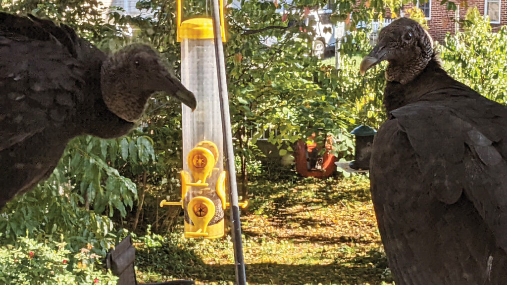 Three black vultures hung out in our yard for months, in the middle of Philadelphia. — Carol Martin Johnson