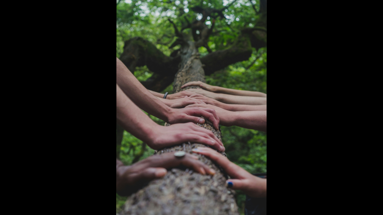 different pairs of hands on a brown tree trunk