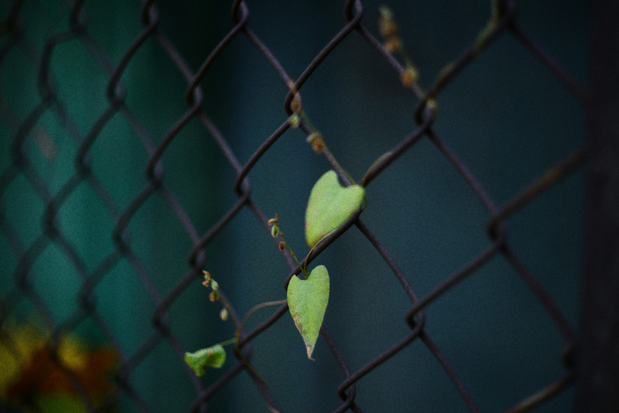 Photo by Liana S on Unsplash
