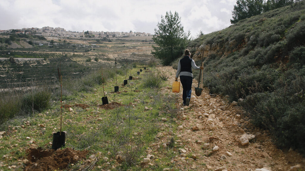 At Tent of Nations and Sarras Farm, southwest of Bethlehem, West Bank, the delegation planted 301 olive and other fruit trees. — Holly Harris/Mennonite Action